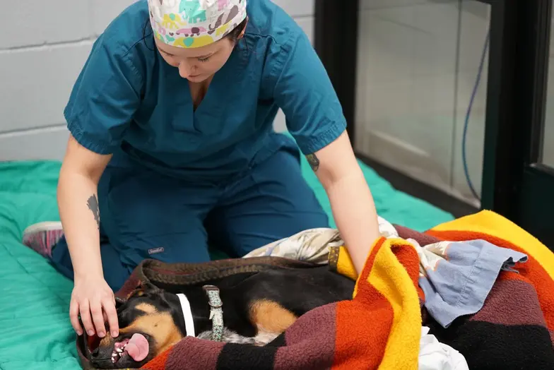 woman in scrubs tending to anesthetized dog