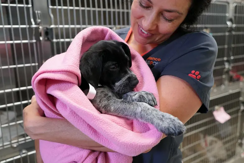 shelter worker holds black puppy in a pink blanket