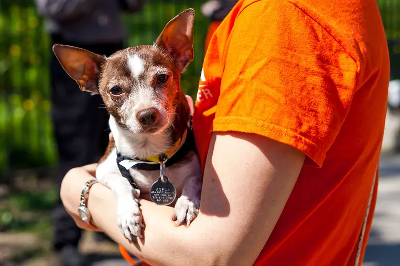 person in orange tee shirt holds small brown dog outside