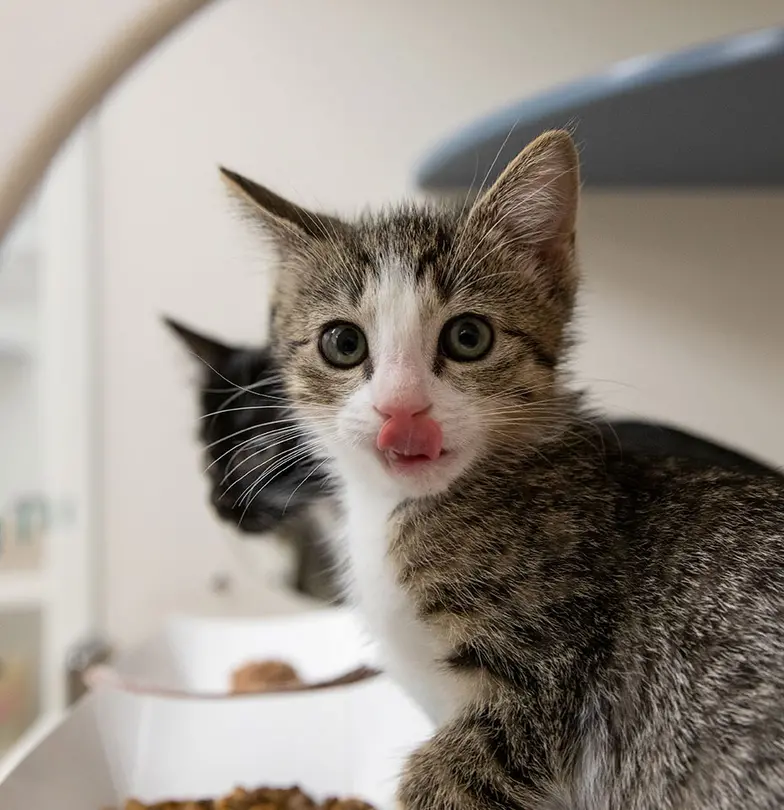 cats eat food in shelter
