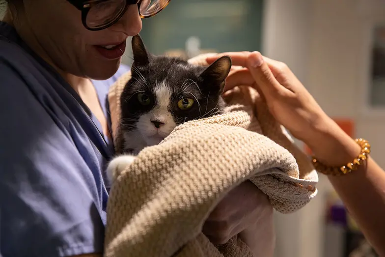 cat wrapped in blanket held by veterinary staff