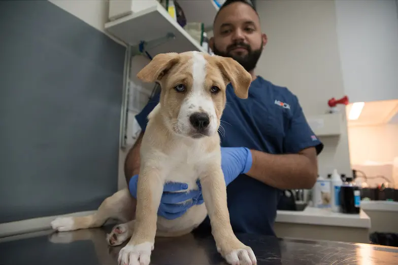 Pet Care, Dog, Cat, Horse, Poison Control