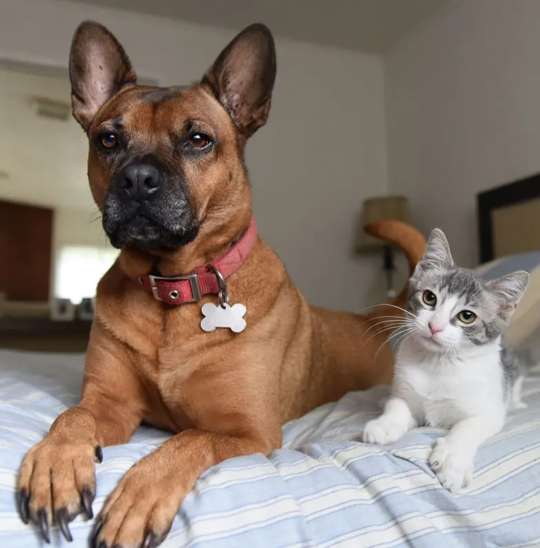 dog and cat on bed looking at camera