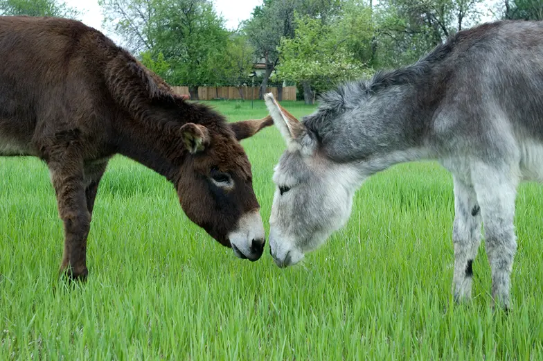 a dark brown donkey stands nose to nose in the grass with a gray donkey