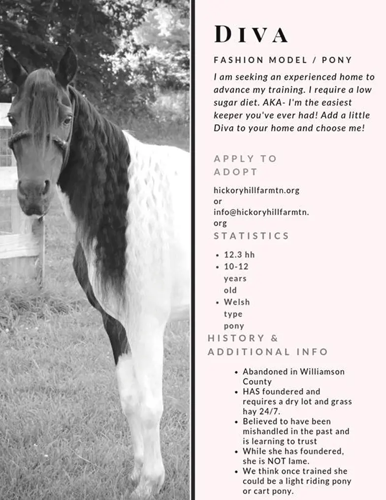 resume for adoptable horse Diva