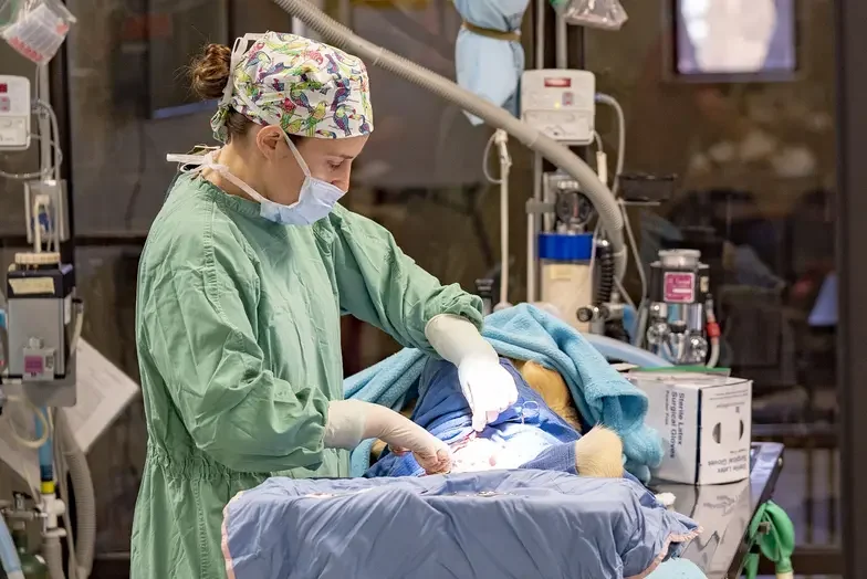 vet performing surgery