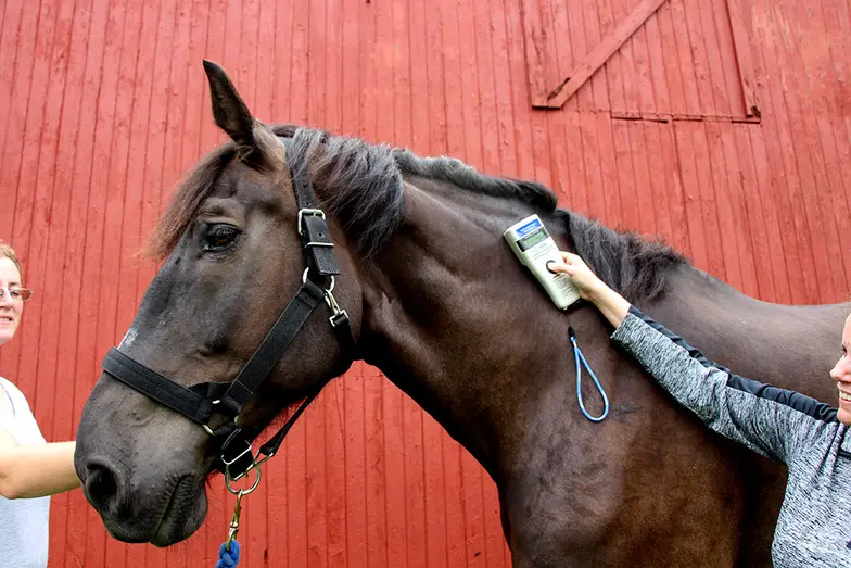 brown horse against red barn being scanned for microchip