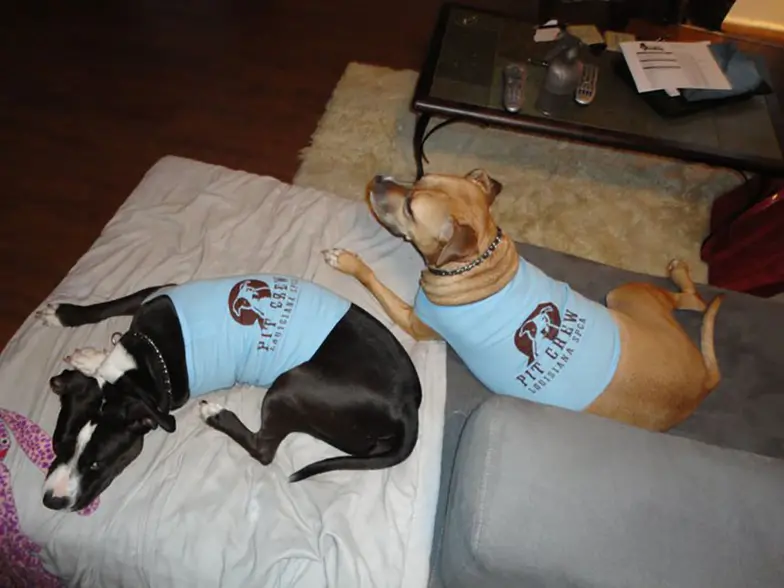 two pit mix dogs wearing blue logo tee shirts lying on dog beds