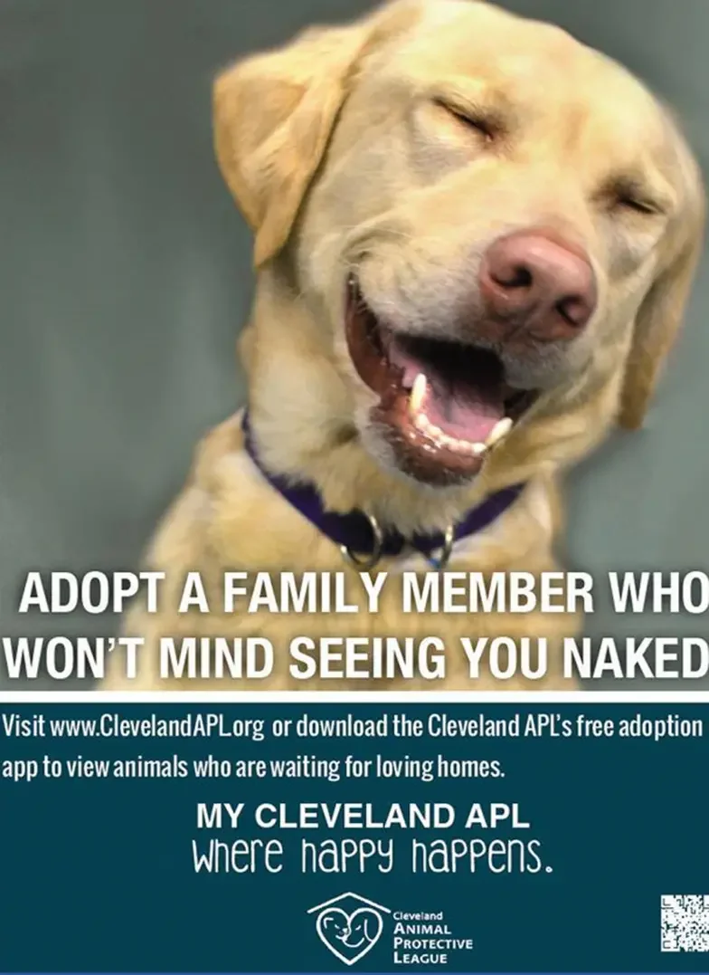 adopt animals meme