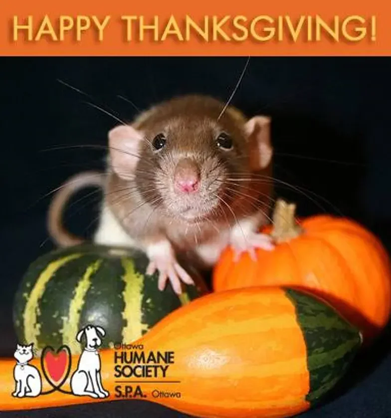 cute mouse on top of gourds in a shelter promo for thanksgiving