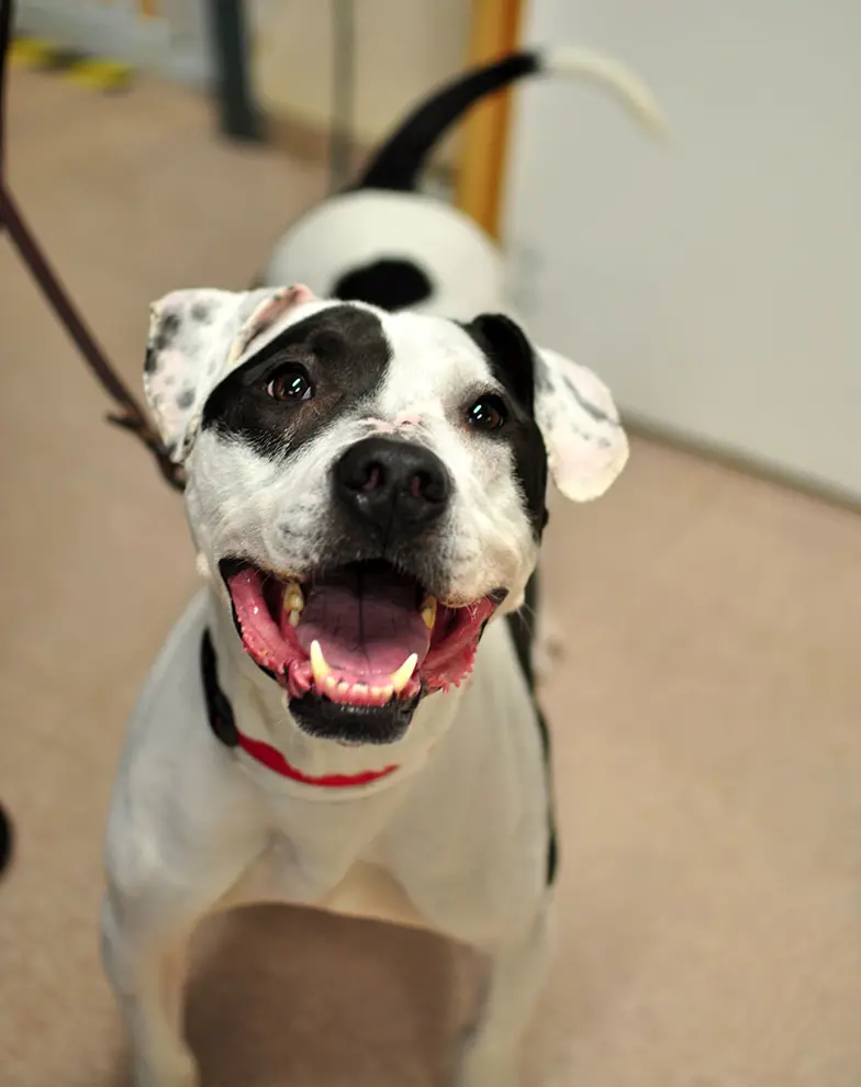 smiling black and white dog