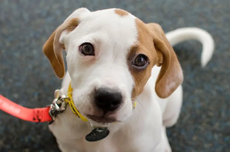 tan and white puppy with orange leash indoors