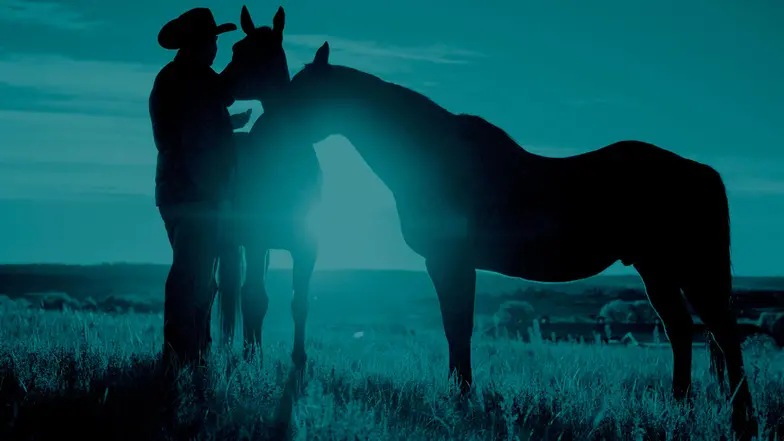 man in cowboy hat standing with two horses in blue colored photo