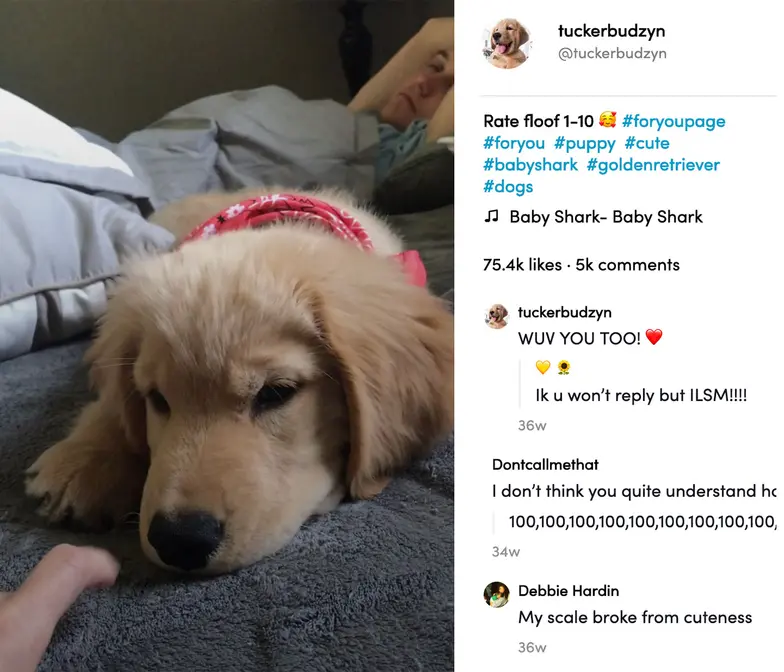 puppy golden retriever sleeping screenshot from TikTok app