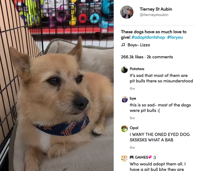 screenshot of tan small dog in crate from tiktok app