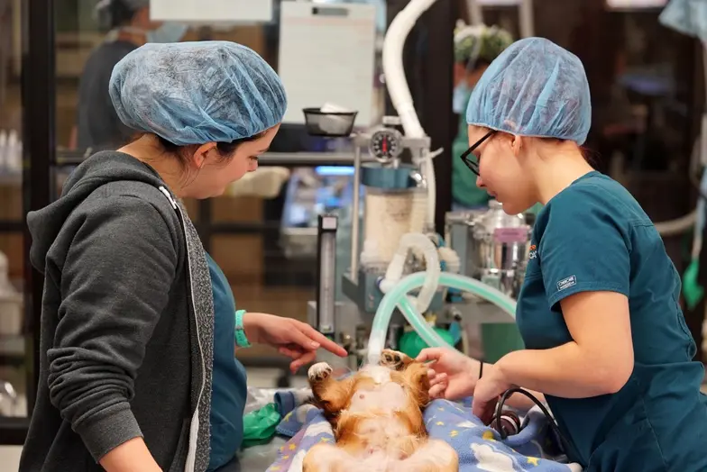 Spay/neuter clinic staff training