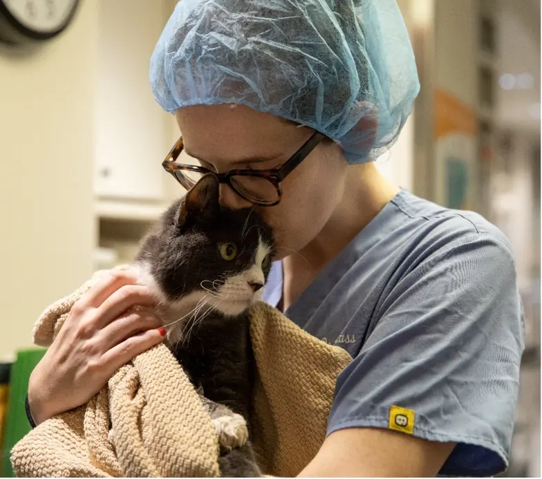 staff in glasses and scrubs hugs black and white cat in clinic setting