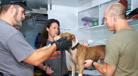 forensics team examines a dog in medical setting
