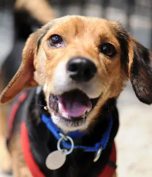 smiling dog wearing red white and blue collar outdoors in sunshine