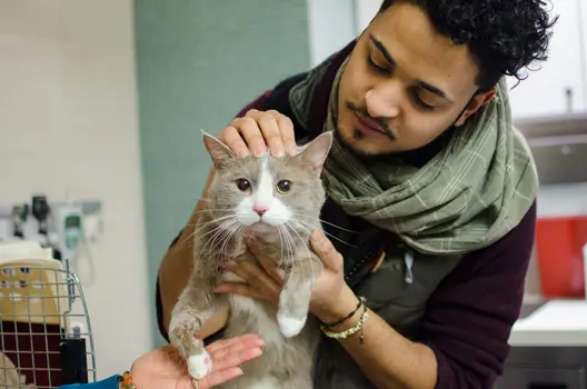 man in green scarf pets cat in veterinary office