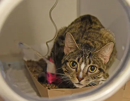 gray and white cat in shelter on IV drip