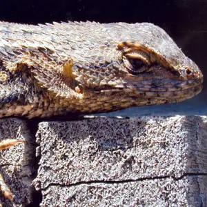 Lizard