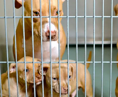 tan dog and puppies in cage