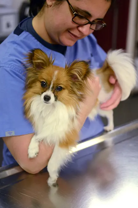 papillon hairy dog being held by veterinary staff