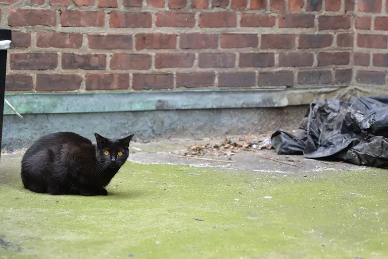 Neighborhood Cats, How to TNR