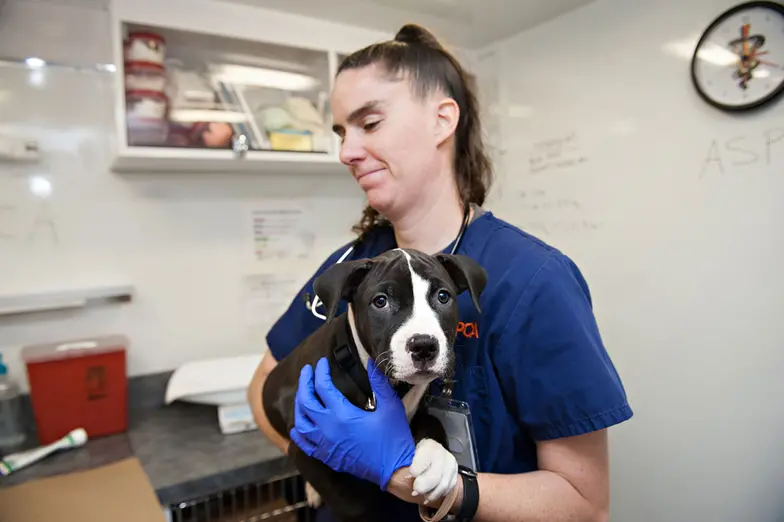 woman in scrubs holding black and white puppy