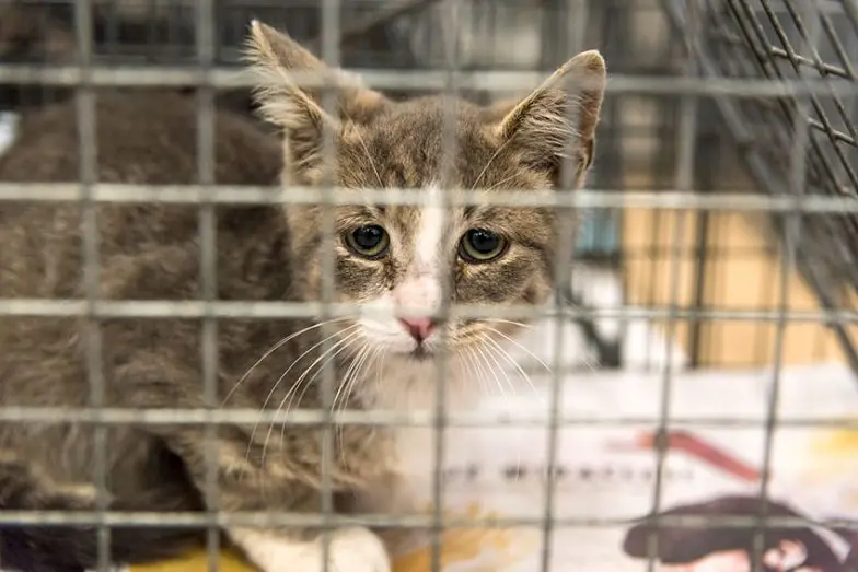 How to Help a Fearful Cat in a New Home | ASPCApro
