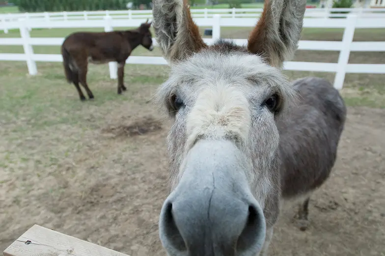 donkey at wooden fence with nose in camera