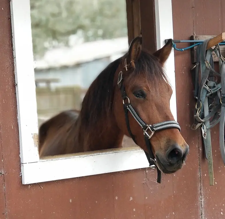 brown adult horse looking through barn window