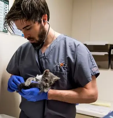 medical staff examines small gray kitten