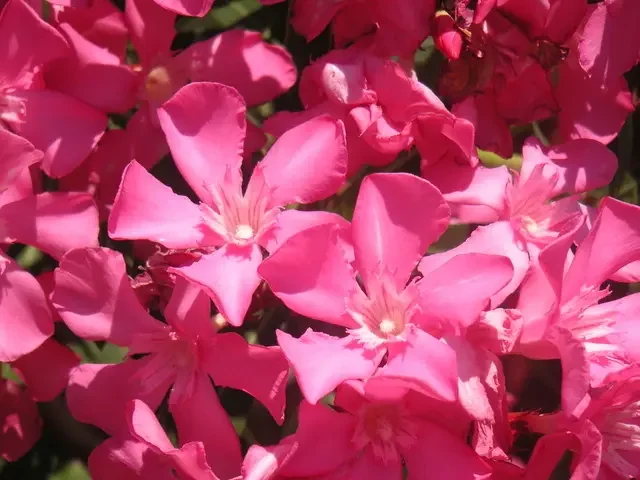 pink oleander flowers