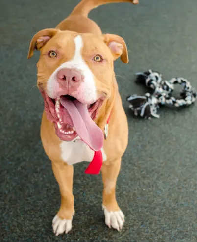 happy dog with tongue out