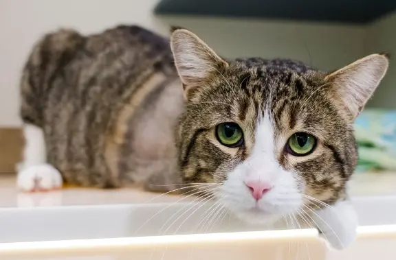 cat lying in medical setting looking ill