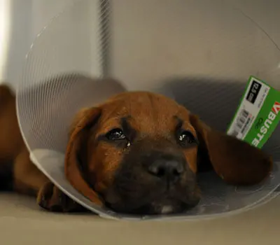 Sad puppy wearing elizabethan collar in cage
