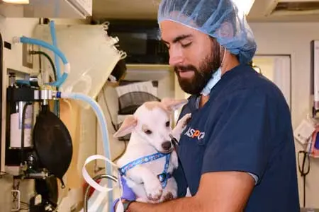 vet holds on to scared brown and white puppy