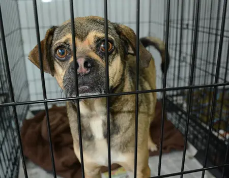 sad looking black and tan dog looks at camera from inside crate