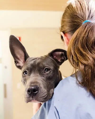 woman in scrubs with gray dog looking at reader