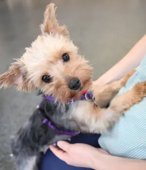 yorkie dog standing up leaning on human