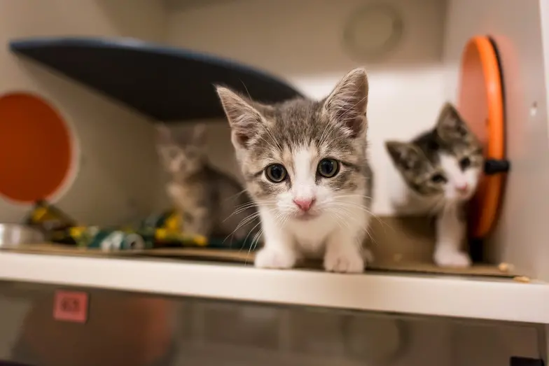 Waiving Adoption Fees at the ASPCA's Adoption Center