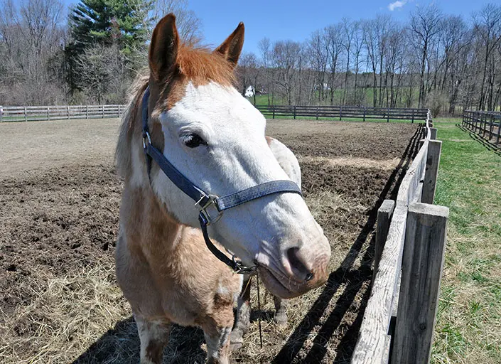 a brown and white horse looks over a wooden fence