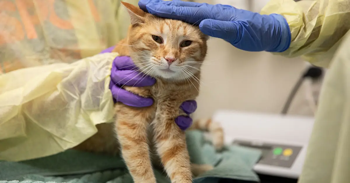 Home remedies for deals pyometra in cats