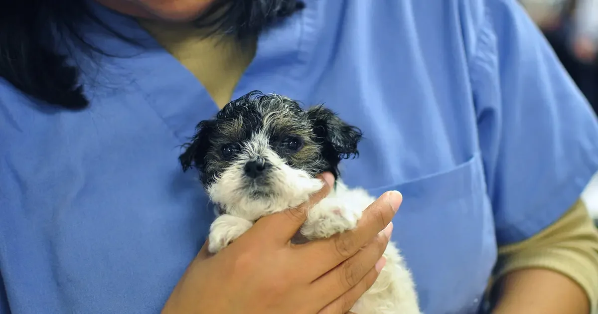 Ivermectin online vet