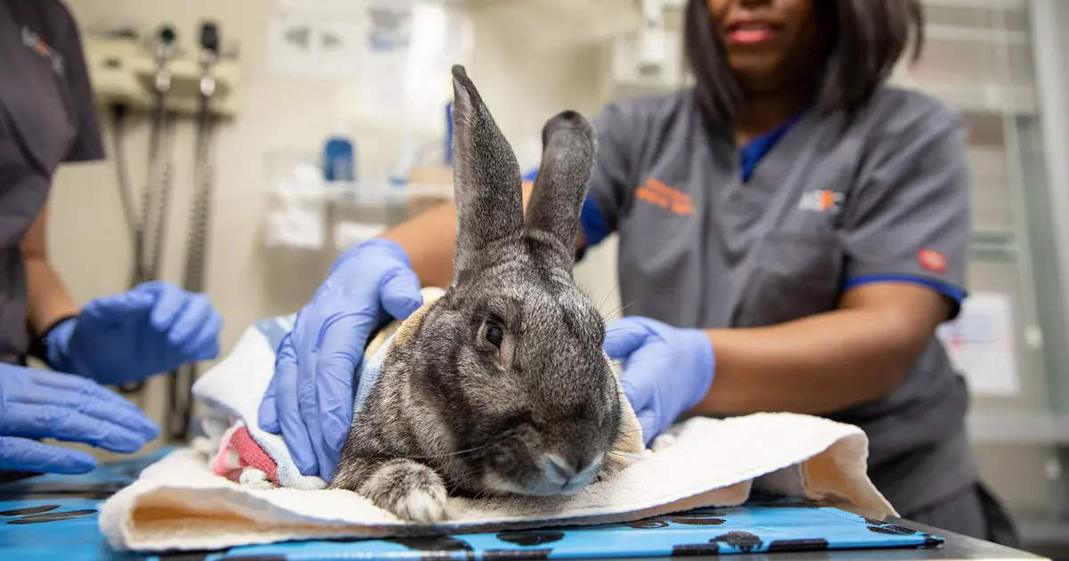 Population Management in Animal Shelters | ASPCApro