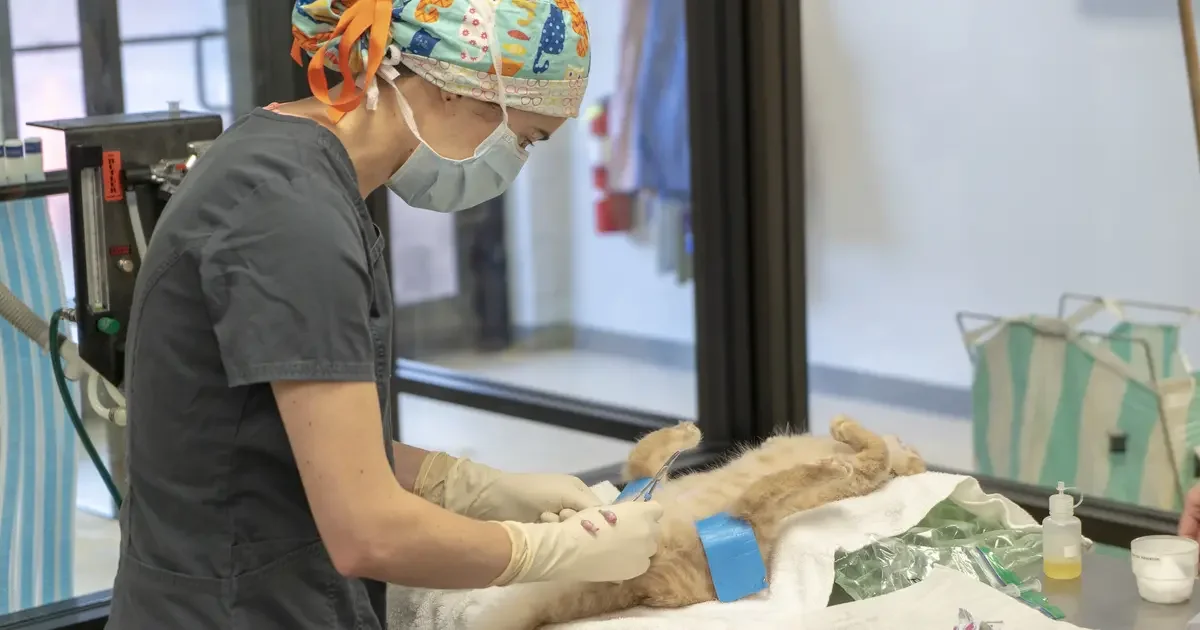 Spay Neuter Surgery Simplified Aspcapro Spay Neuter Surgery Simplified Aspcapro