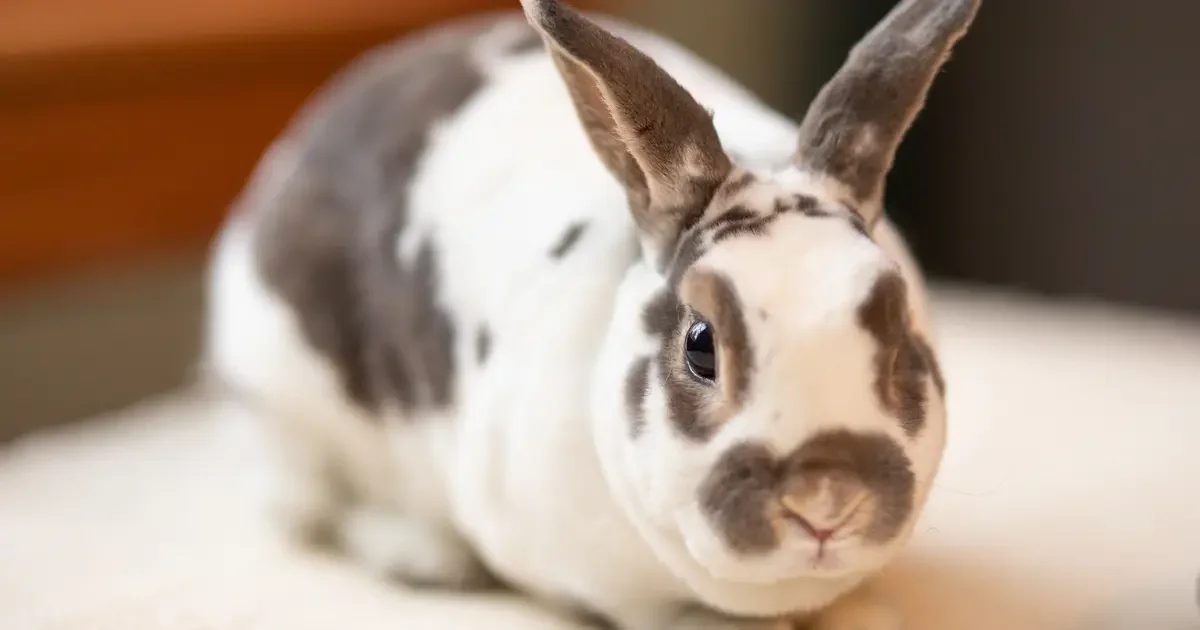 The Association of Shelter Veterinarians’ Guidelines for Humane Rabbit ...