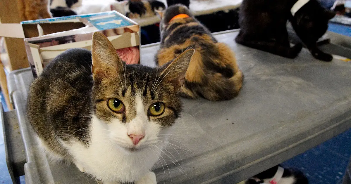 ASPCA Northern Tier Shelter Initiative (NTSI) Grants ASPCApro